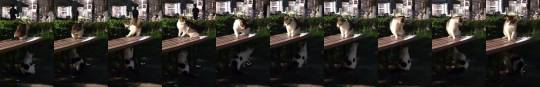everythingfox:Confusion(via)