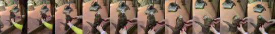 jaubaius:    Petting the hands of an otter     I can’t even 💖