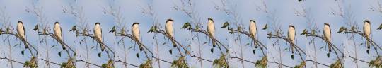 becausebirds:  The song of the Loggerhead ShrikeThis innocent-looking bird impales its prey on spiky objects such as barbed wire or cactus thorns. 