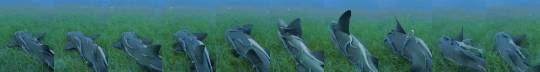 debelice:Shark Enjoying some sea grass…….