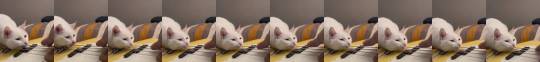 catchymemes:Deaf Kitty Enjoying The Vibrations From Guitar Strings
