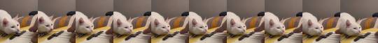 justcatposts:  Deaf Kitty Enjoying The Vibrations From Guitar Strings (Source)