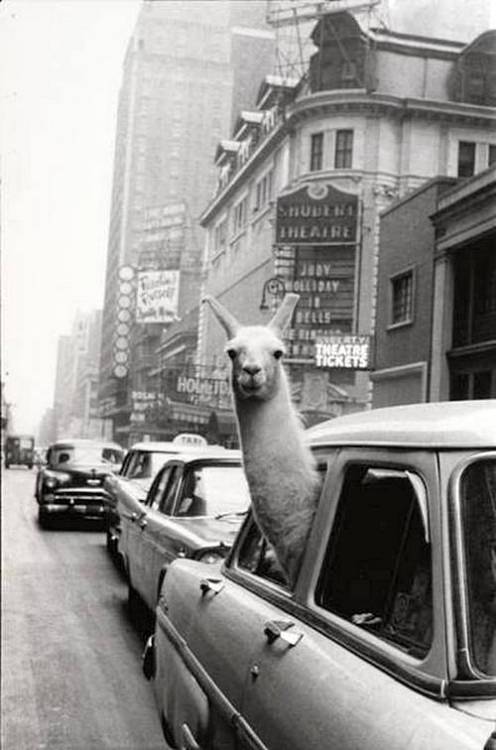 monkeypants: back seat driver 1957 - image by Inge Morath