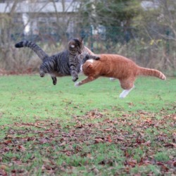 yaruo:  喧嘩する猫は美しい:ハムスター速報　２ろぐ