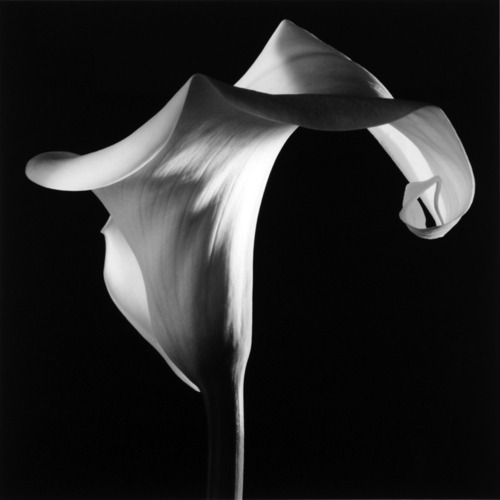 lencowgill:
“Calla Lily Robert Mapplethorpe”