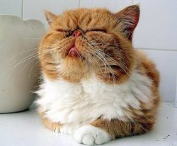 savethekitties: glamourcats: Found Garfield, hes still busy being lazy. So I decided to join Cats&hellip;.I just love them more :]