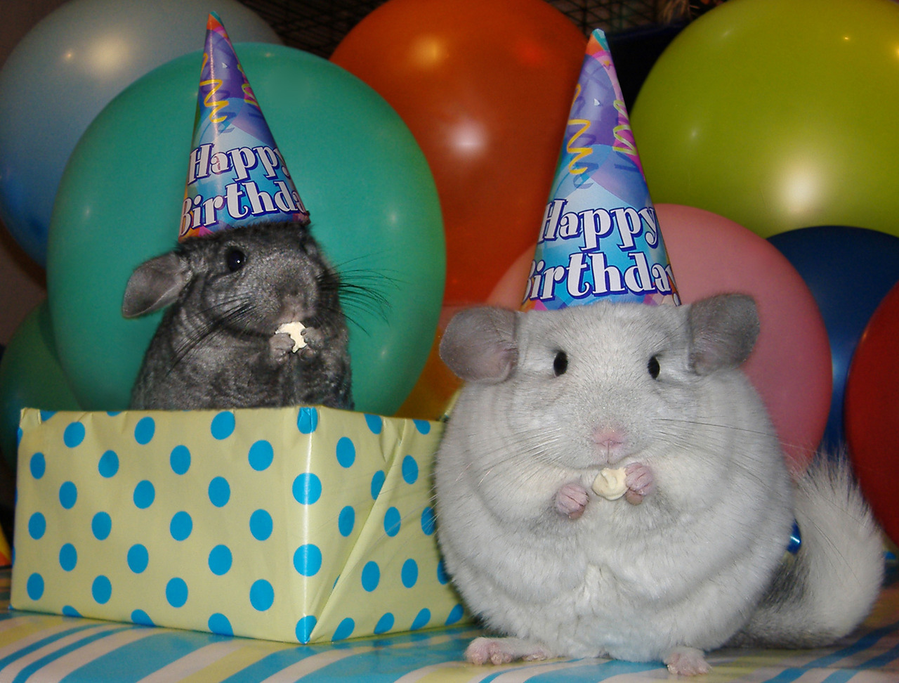 pikaballoons:  (via miiiles, swisserswatter) 