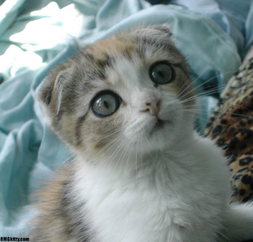 kazehime:What a cute scottish fold. :3Those eyes are brilliant!