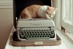 igotosleeptodream:  razzledazzlerose:  trulyamockingbird: I’m on your typewriter, typin’ you a letter. CATS + TYPEWRITERS LOVE    My cat is SCARED of my typewriter.