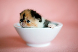 hidesawell:  eatyourflowers:  (via maluna) omg  omg So Cute!