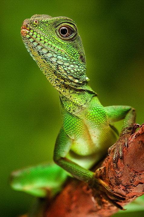 Water Dragon (I)