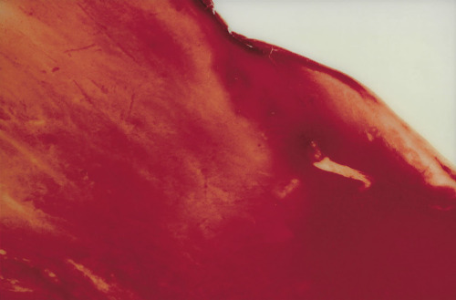 Porn Pics Blood   Semen V by: Andres Serrano, 1990