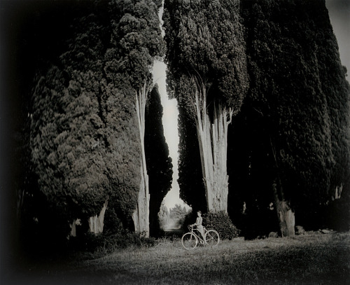 Sempervirens “Stricta” photo: Sally Mann, 1995