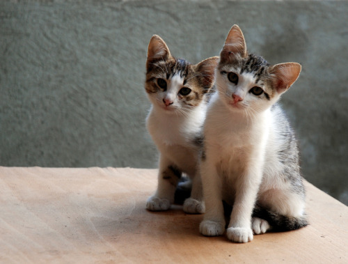 29q-memo:  crescent-ship:  furaibou:  nyanyanya:  kittenskittenskittens: The cat did it