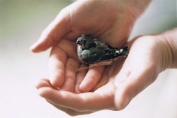 hospitalbeds: (via hallofmirrors)  I want a baby bird!!!!!