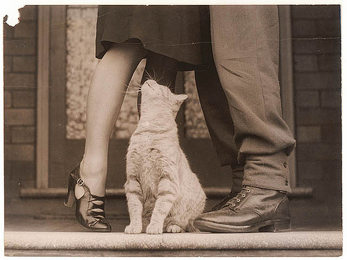 hi-ho-: catsdoingshit:  Nice pussy! (via State Library of New South Wales collection)