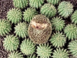 bubbleant: I don’t care how prickly it is. I want one. cute xD