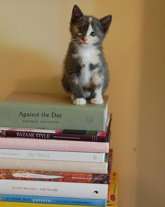 kittenskittenskittens: Books Kitty and boos xD