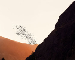 Startled Birds Photo By Matthew Porter, 2007