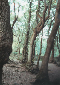 Sacred Trees (Under Water) photo by JoAnn Verburg, 2000