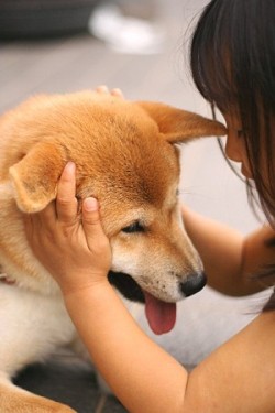 yaruo:  nobodyplace:   fuckyeahdogs:   fuckyeahshibainu: