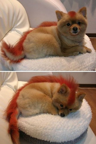 sanamivera: Firefox :3 Cute :]