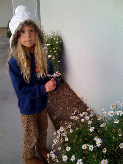 Daisy on her first walk around the block since getting home… Picking daisies!