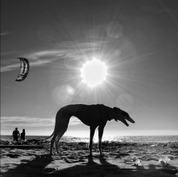 Dog And Kite (For J. C.) Photo By Giuseppe Pasquali, Fregene, Italy, 2008