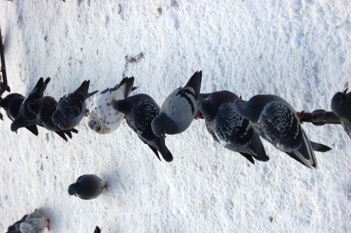 Birds in Ostrovsky Square / Nevsky Prospect February 2008 / St.Petersburg