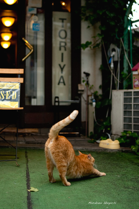 jesuisunechatte:  778:  takikomigohan:  082:  necotower:  ak47:  mayoneco:  路上のルール