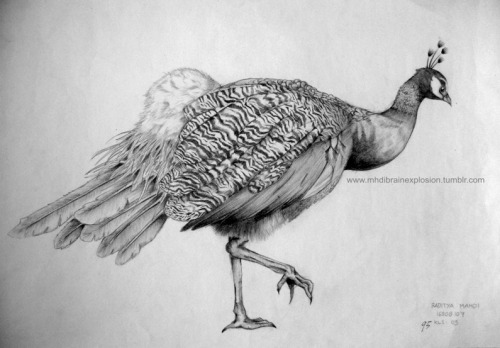 eatsleepdraw: “Peacock” pencil on paper one of my assignments on my first semester at college, this 