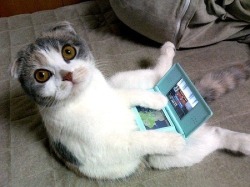 findingmywings:  agentmlovestacos:  I will never get tired of this kitty/DS picture. Never.  I want a DS tooooo…  Que comodo!