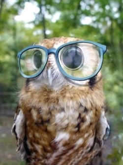 grawr:  (via theefword) Owl: I can see!!!