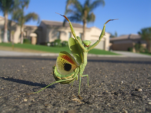 Porn photo bubbleant:  Happiest Mantis ever!  LOL