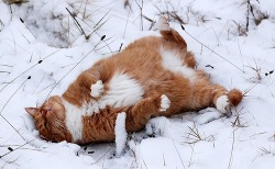 savethekitties:  (via ~Jetta Girl~)  Kitty in the snow &lt;3