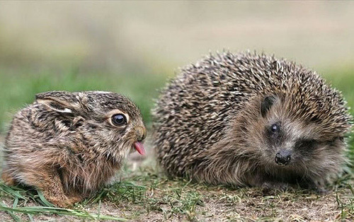 (via tiresome) The bunny dressed up as the hedgehog for halloween :)