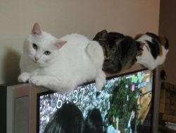 yaruo:  tiga:   suyhnc:  placidiappunti:  caturday:  LCD (Lot of Cats Display)    