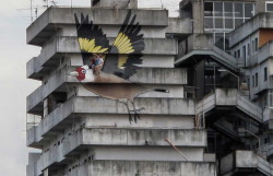    Il cardillo di Scampia (via Giavasan). “Tre giovani tedeschi, Simon, Paul e Hanno, entrano a Scampia e disegnano un enorme cardillo su quattro piani di una vela, fra l’incoraggiamento dei ragazzini del posto. Il cardillo, che nella tradizione napoletan