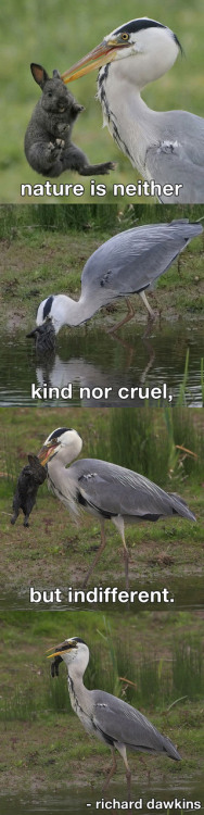I always though birds are a bit crazy animals. Anyway, this is a crane or what?