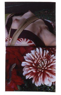 Michael Hoppen Contemporary - Past Exhibitions - Nobuyoshi Araki- Hana Kinbaku - Hana Kinbaku 2008