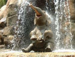 randomanimosity:  ralavick:  randomanimosity:  theanniehour:  This looks ridiculously fun  This is the elephant from Disneyland on the Jungle cruise… &lt;_&lt; The elephants name is like Ellie or something. &lt;_&lt;;;  Hahaha I like how you caught