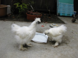 tweexcore:  (via fuckyeahfluff)   THOSE ARE MY CHICKENS!!!!!!!!!!!!! Except the only two left are brown. (the other 4 were murdered) :):):)