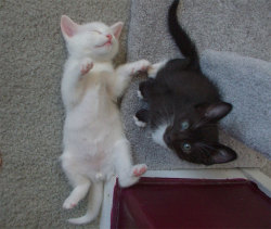 kittenskittenskittens:  Cute Little Kittens - Cat food, health and supplies forum  White Kitty: I is Dead Black Kitty: What? I didn&rsquo;t do it, was like that when I got here.