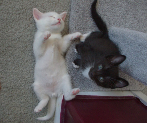 kittenskittenskittens:  Cute Little Kittens - Cat food, health and supplies forum  White Kitty: I is Dead Black Kitty: What? I didn’t do it, was like that when I got here.