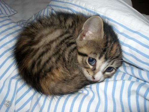 kittenskittenskittens:  fuckyeahhappy:  :3   I just wants to pick it up and hug and