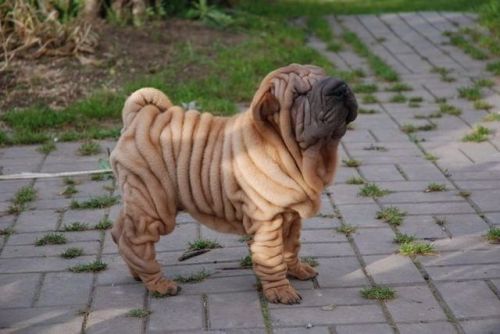 Cute shar pei puppies