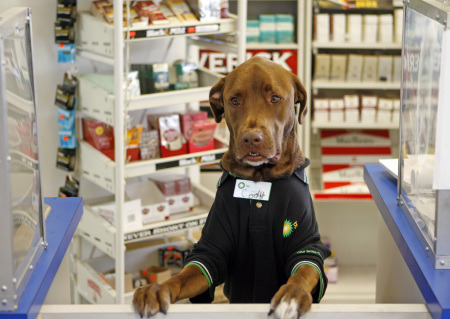 pharmacy dog