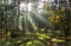 sanamivera:  Evil Forest.  Beautifully Evil