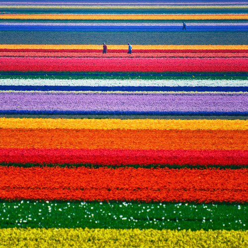 Fields of Gold (via Allard One)