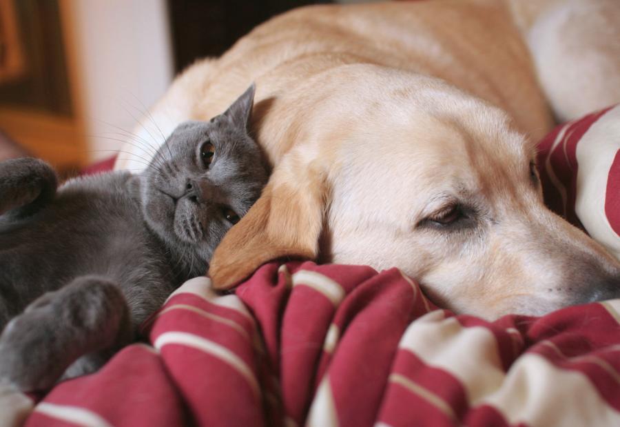 Calvin and Max _by suzalayne, animals, pets, cat, dog, cute uploaded by skip